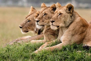 Safari de 3 jours en groupe au Maasai Mara au départ de Nairobi
