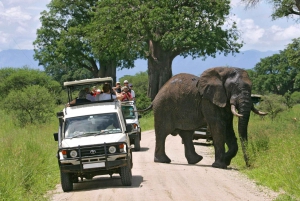 3D-päivän Masai Mara Camping Safari 4x4 Land Cruiser Jeepillä