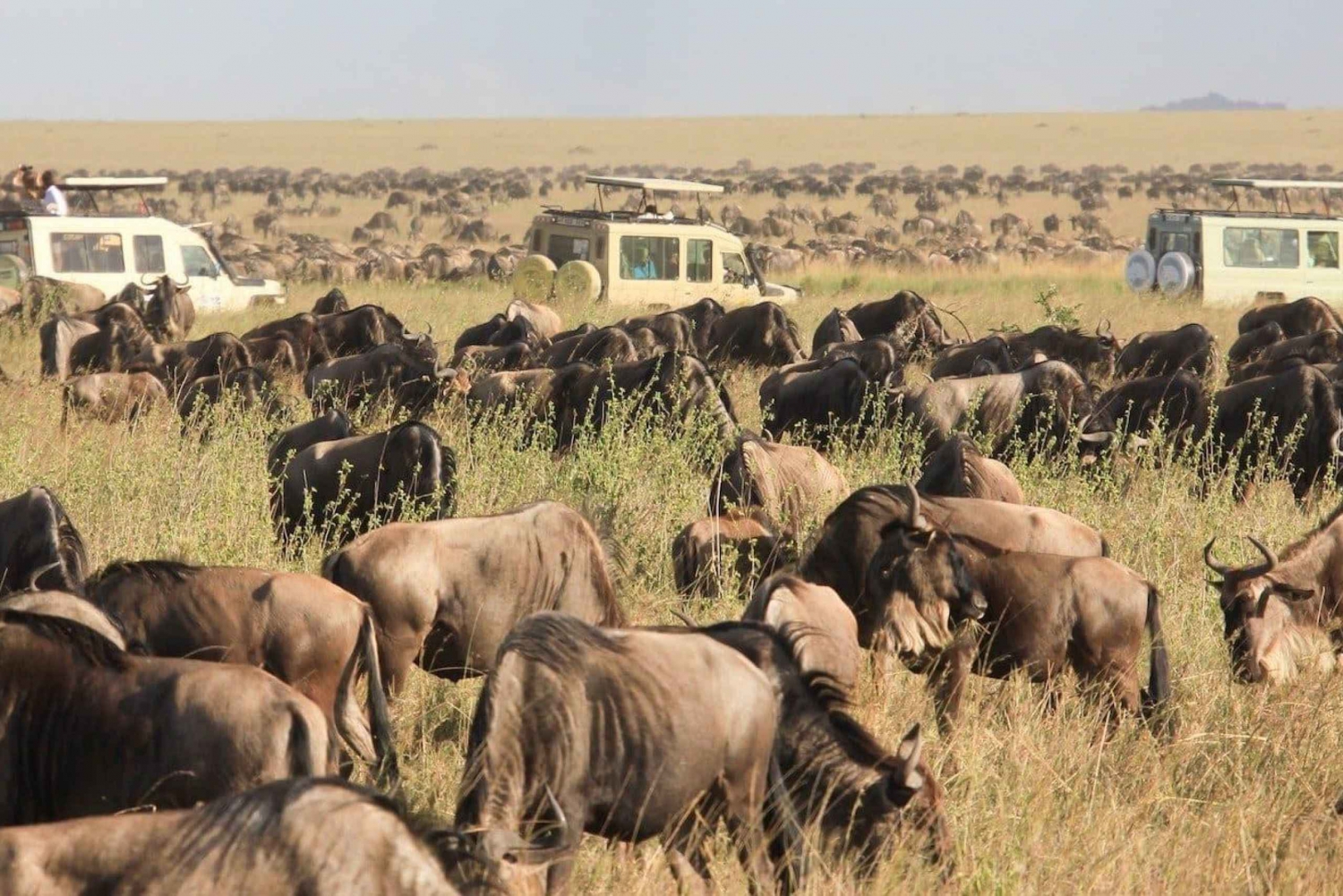3-dagers Masai Mara og Naivasha båttur Camping med gruppetilbud