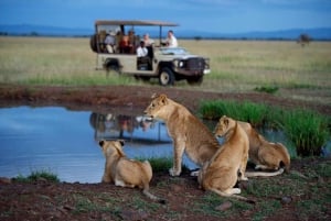 3 Tage Masai Mara & Naivasha Bootsfahrt Gruppenzusammenführung Camping