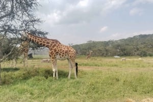 Mombasa : Safari de 3 jours à Tsavo Est et Tsavo Ouest