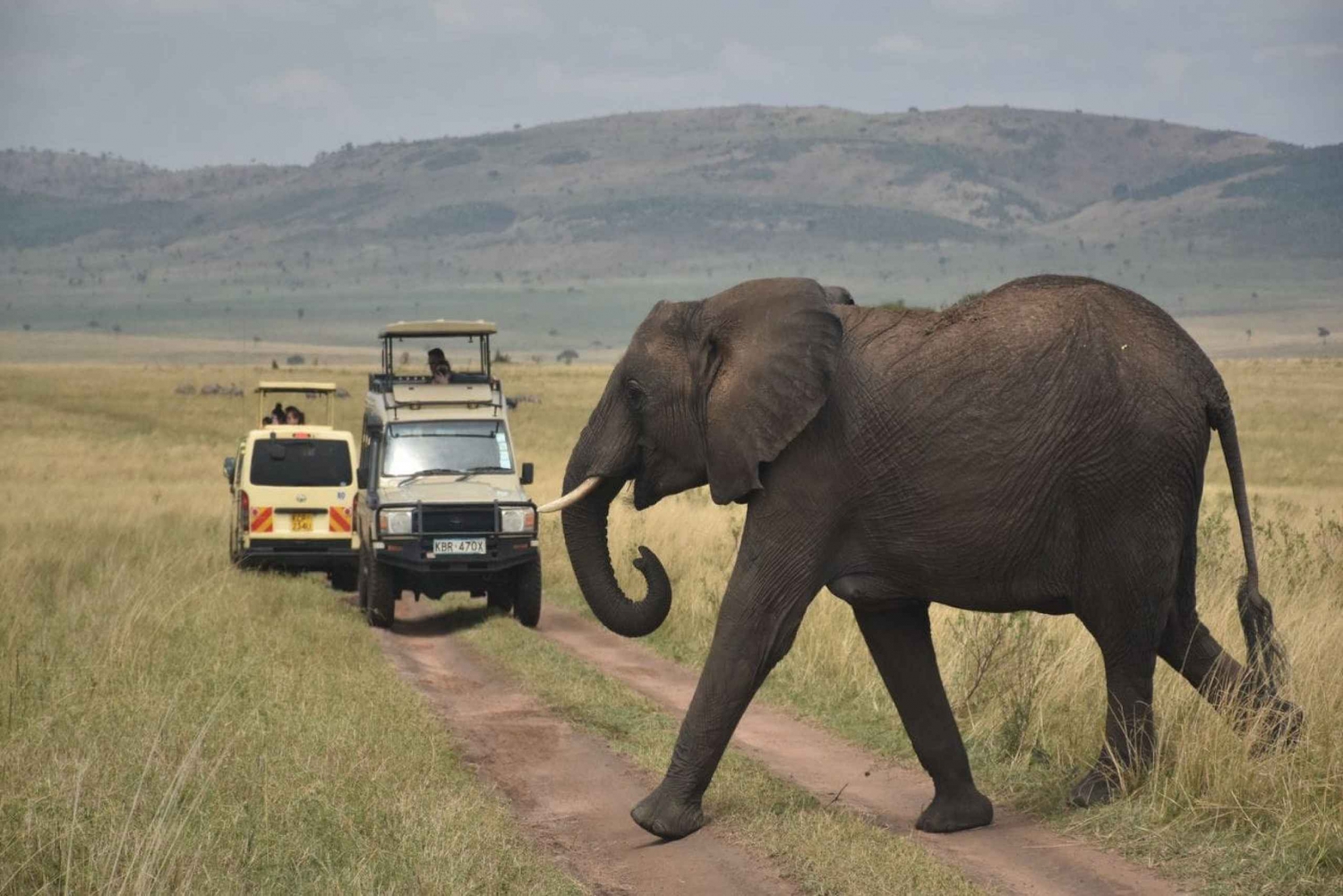 Experience The Wild Masai Mara Conservancy Tour