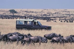 4-Day Maasai Mara & Lake Nakuru Camping Safari on a 4x4 Jeep