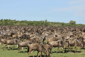 From Nairobi: 4-Day Masai Mara and Lake Nakuru Jeep Safari