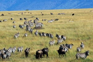 From Nairobi: 4-Day Masai Mara and Lake Nakuru Jeep Safari
