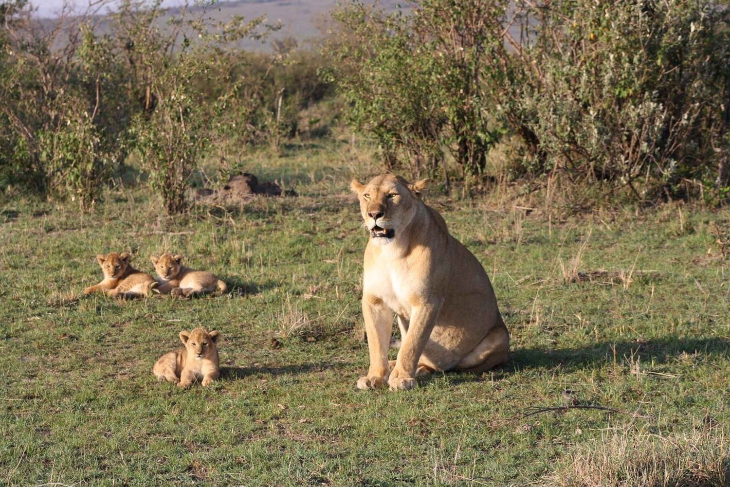 Safari di 4 giorni al Masai Mara e al Lago Nakuru di medio lusso