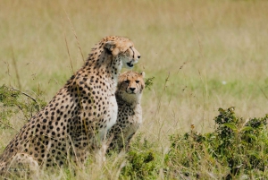 4-Day Masai Mara and Lake Nakuru Mid-Luxury Safari