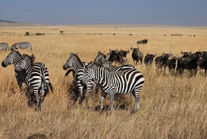 4-Day Masai Mara and Lake Nakuru Mid-Luxury Safari