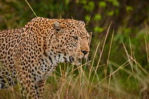 4-Day Masai Mara and Lake Nakuru Mid-Luxury Safari