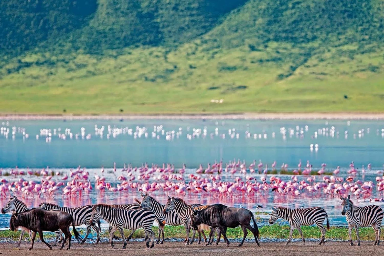 Safari de 4 jours à Masai Mara et au lac Nakuru
