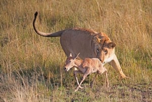 4-Day Masai Mara and Lake Nakuru Safari