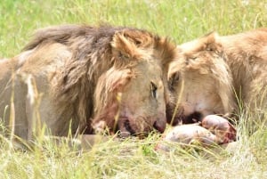 4 päivän Masai Mara ja Nakurujärvi safari