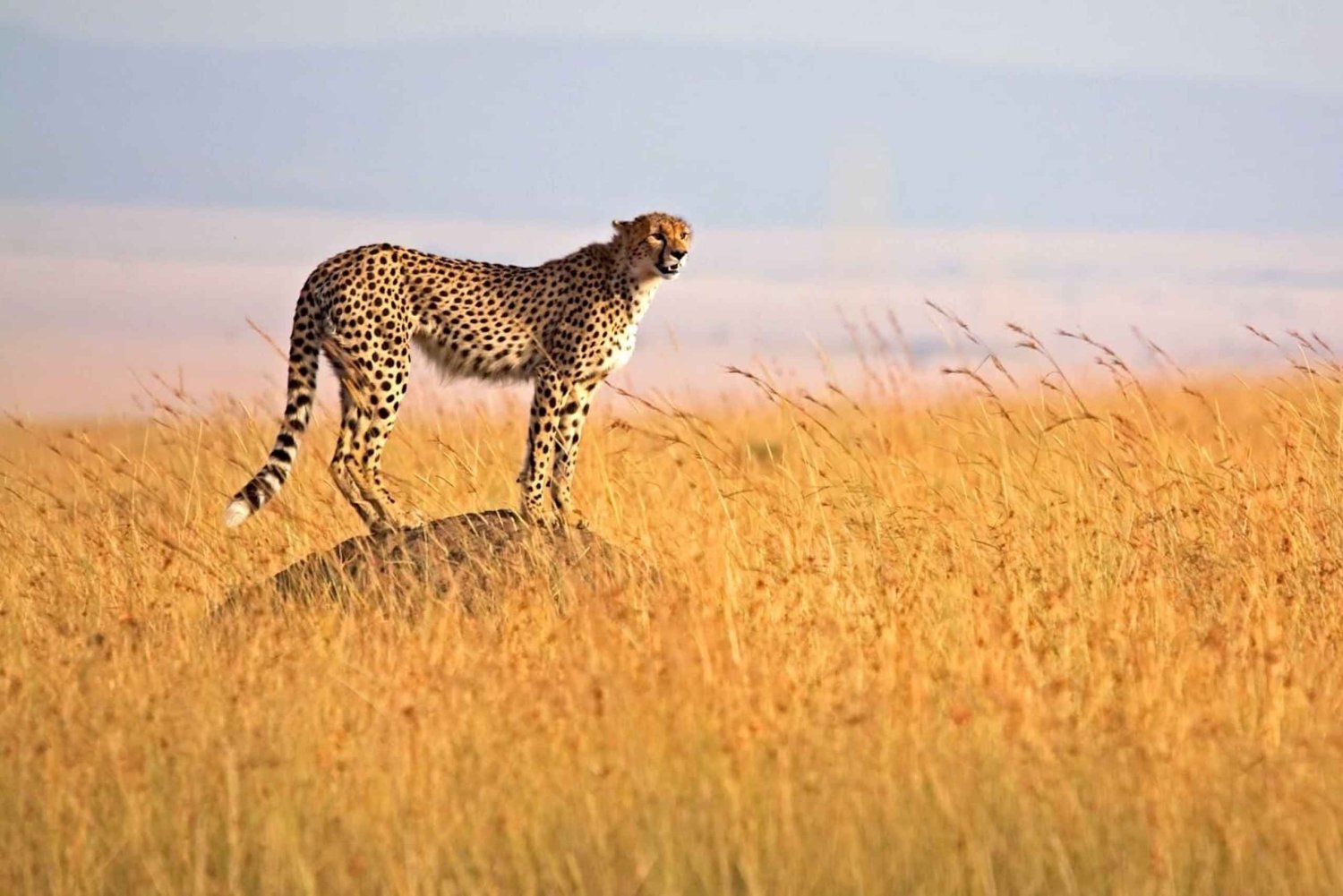 4 päivän Masai Mara – Nakuru-järvi, edullinen