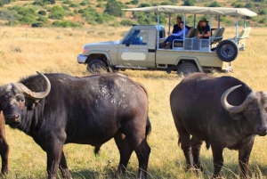4-dniowe safari Amboseli/Tsavo West/Tsavo East o średnim zasięgu