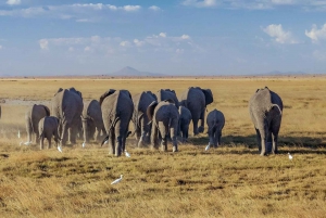 4-dniowe safari Amboseli/Tsavo West/Tsavo East o średnim zasięgu