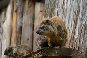 4-Day Mount Kenya: Sirimon Route Thrilling Hike
