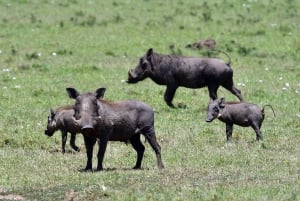 4 dagars safari i Masaai Mara och Nakurusjöns nationalpark
