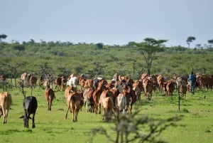 4 dagers safari i Masaai Mara og Nakuru-sjøen nasjonalpark