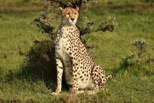 4 dagers safari i Masaai Mara og Nakuru-sjøen nasjonalpark