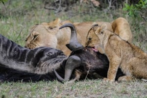 4 dages safari i Masaai Mara og Lake Nakuru Nationalpark