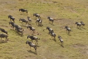 Safari di 4 giorni nel Masaai Mara e nel Parco Nazionale del Lago Nakuru