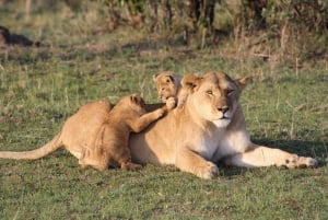 Safari de 4 días en el Parque Nacional de Masaai Mara y Lago Nakuru
