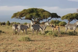 Safári de 4 dias no Parque Nacional Masaai Mara e Lake Nakuru