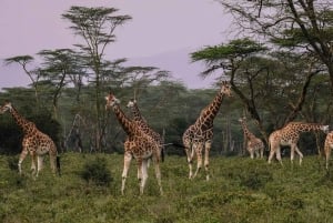 Safári de 4 dias no Parque Nacional Masaai Mara e Lake Nakuru