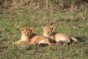4 dagars safari i Masaai Mara och Nakurusjöns nationalpark