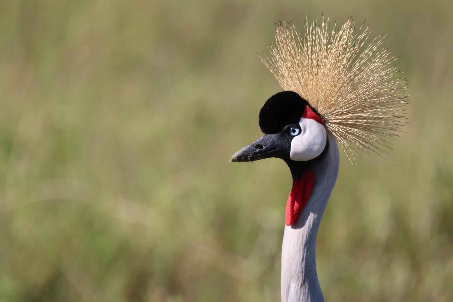 4 dagers safari i Tanzania med utgangspunkt fra Zanzibar