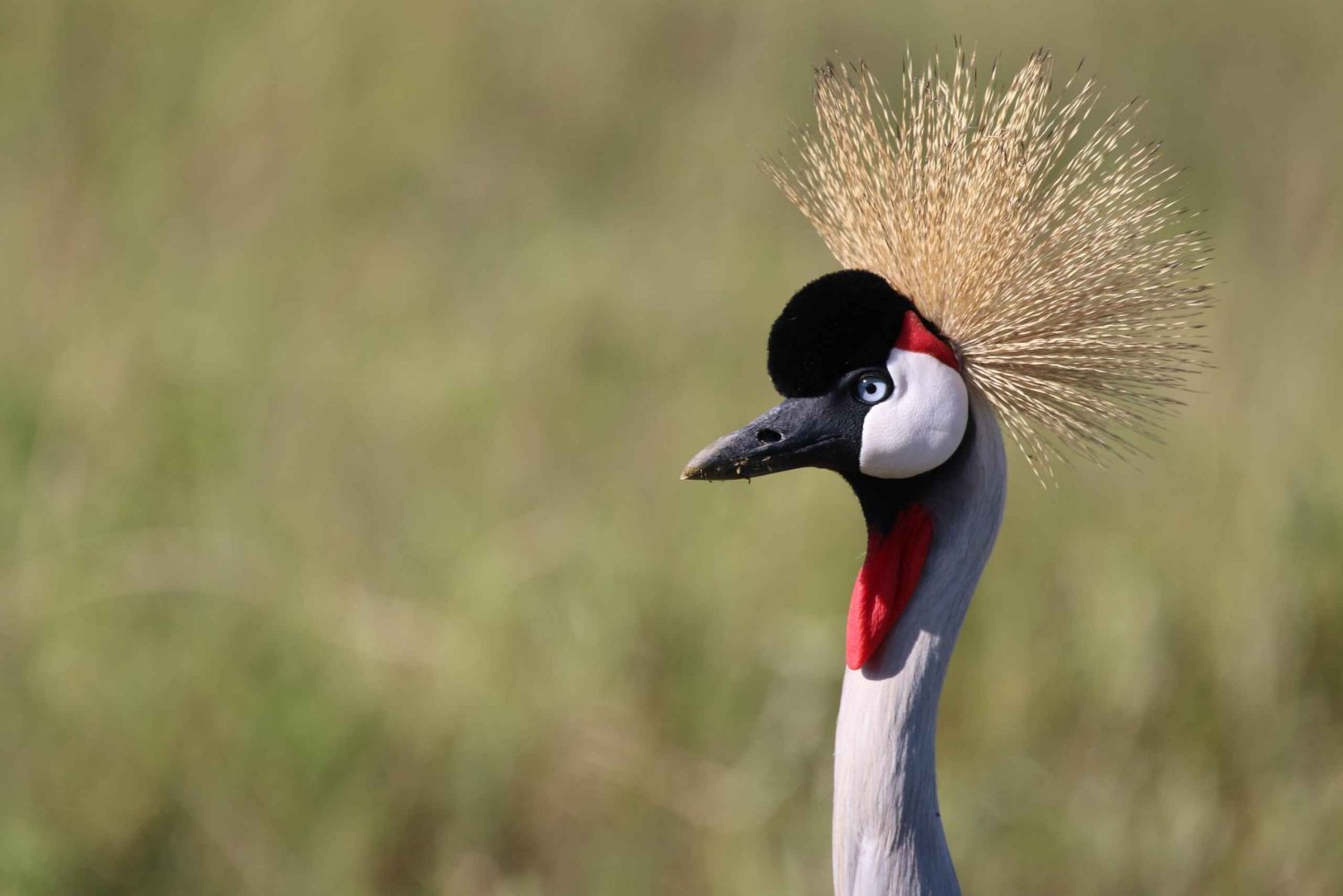 4 päivän Tansanian safari alkaen Sansibarista