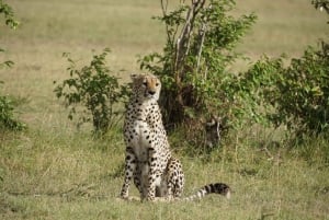 4 PÄIVÄÄ MAASAI MARA & NAKURU JÄRVI PIENRYHMÄ SAFARI 4WD:LLÄ