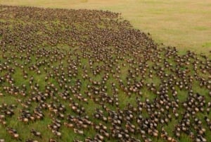 4 PÄIVÄÄ MAASAI MARA & NAKURU JÄRVI PIENRYHMÄ SAFARI 4WD:LLÄ