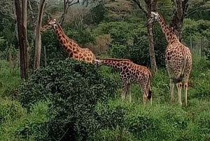 4 PÄIVÄÄ MAASAI MARA & NAKURU JÄRVI PIENRYHMÄ SAFARI 4WD:LLÄ