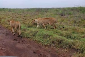 4 дня 3 ночи Масаи Мара, озеро Накуру, джип.