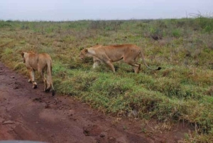 4日間3泊 マサイ・マラ、ナクル湖 ジープツアー。