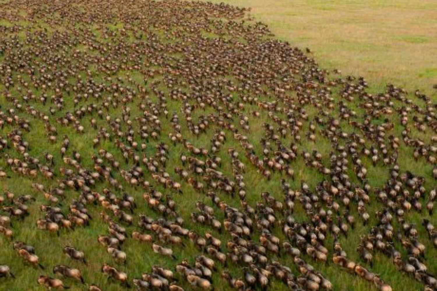 4 DAYS MAASAI MARA & LAKE NAKURU SMALL GROUP SAFARI BY 4WD