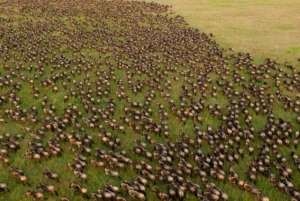 4 DAYS MAASAI MARA & LAKE NAKURU SMALL GROUP SAFARI BY 4WD