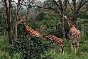 4 DAYS MAASAI MARA & LAKE NAKURU SMALL GROUP SAFARI BY 4WD