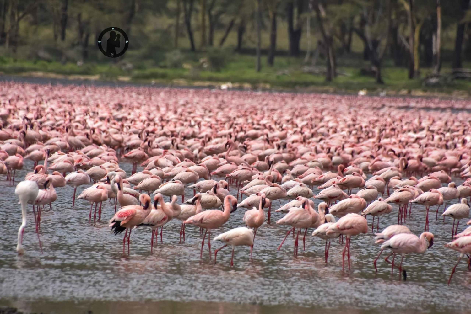 4 dagar Masai Mara och Lake Nakuru vilda djur Safari