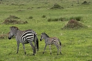 4 dages dyrelivssafari i Masai Mara og Nakuru-søen