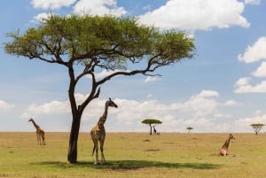 4 giorni di safari nella fauna selvatica del Masai Mara e del lago Nakuru