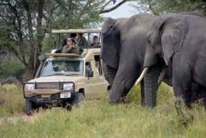 4 Days Masai Mara & Lake Nakuru Lodge - 4X4 Jeep Safari