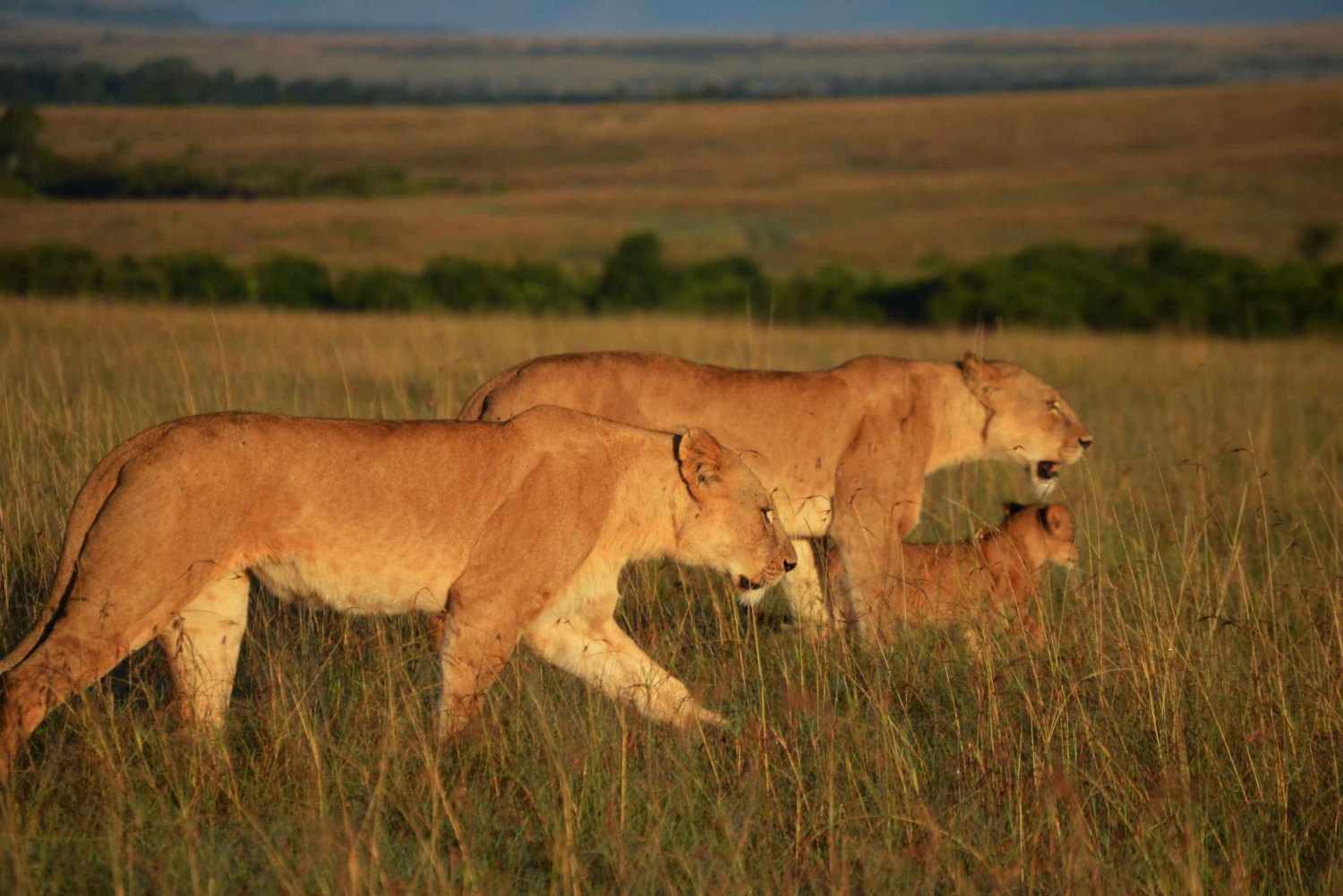 Nairobista :Yksityinen 4 päivää Masai Maran kansallispuistossa