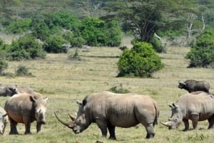 マサイマラ国立保護区ラグジュアリーロッジサファリ4日間