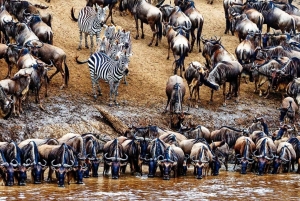 マサイマラ国立保護区ラグジュアリーロッジサファリ4日間