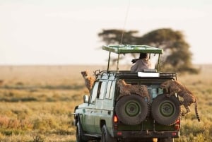 マサイマラ国立保護区ラグジュアリーロッジサファリ4日間