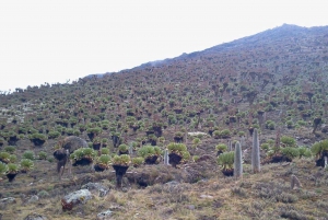 4 Days Mt Kenya Climbing Safari