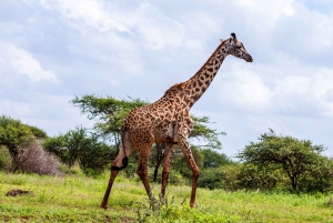 4 days safari in Lake Nakuru and the Maasai Mara