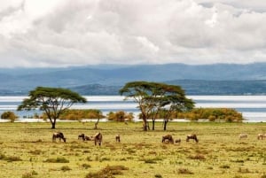4-dages safari i Maasai Mara, Nakuru-søen og Naivasha-søen